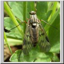 Rhagio vitripennis- Schnepfenfliege w01.jpg